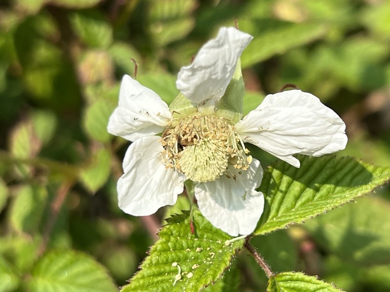Hirsute Raspberry photo 6