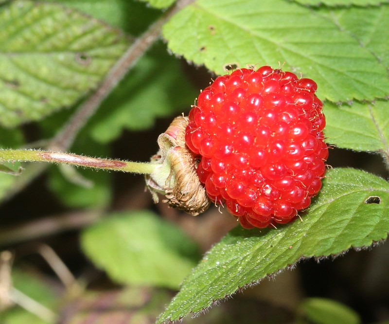 Hirsute Raspberry photo 4