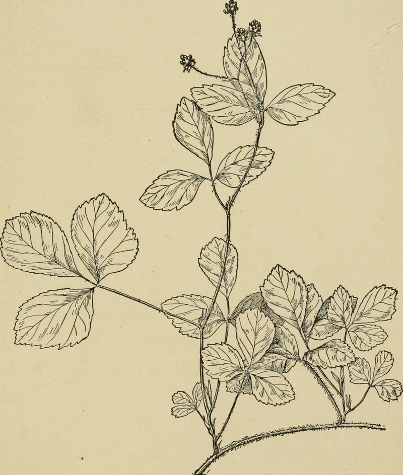 Bristly Dewberry photo 2