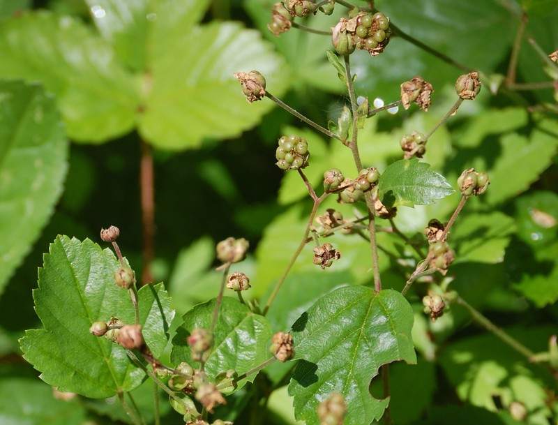 Bristly Dewberry photo 3