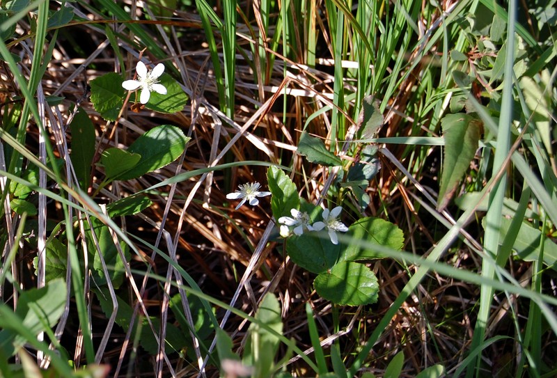 Bristly Dewberry photo 4