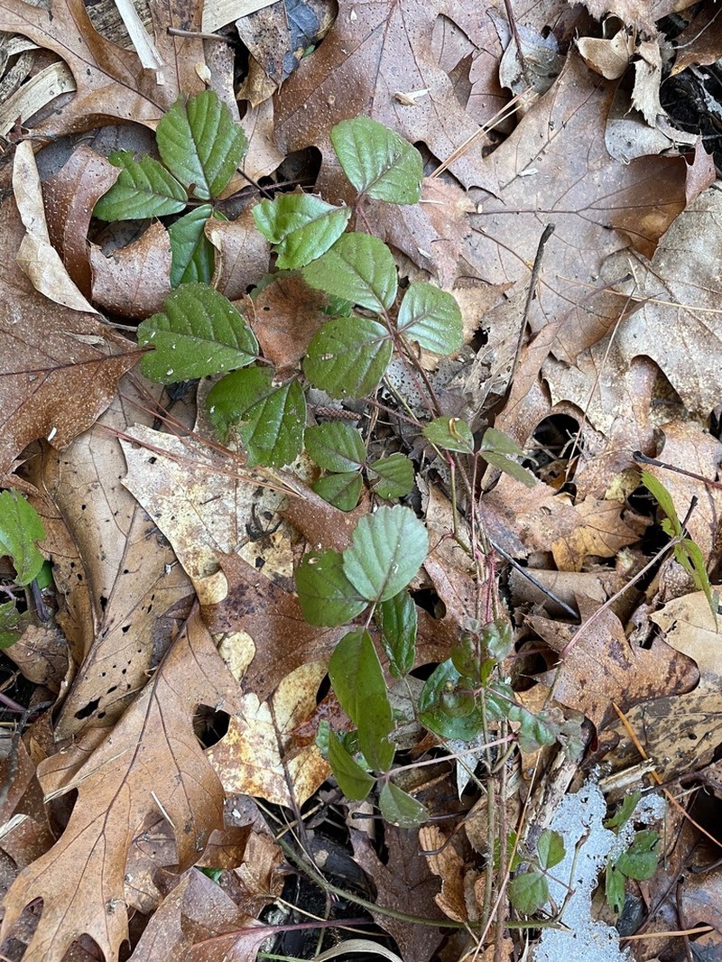 Blanchard's Dewberry photo 5