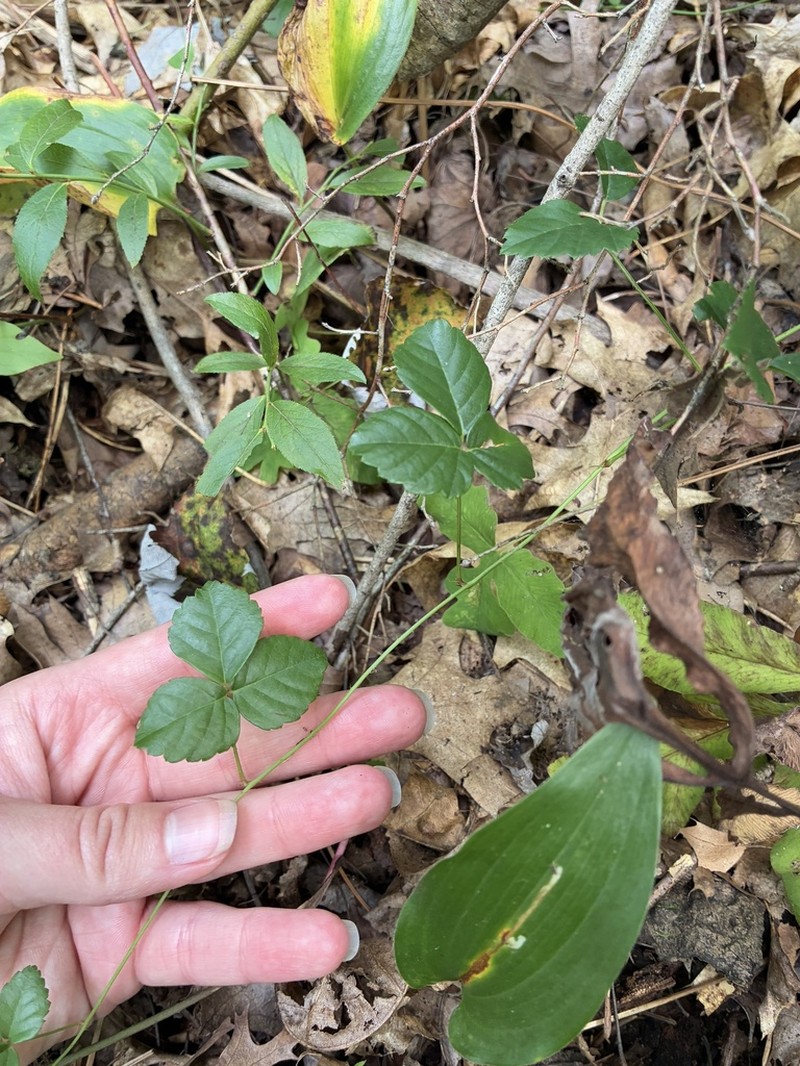 Hutton's Dewberry photo 5