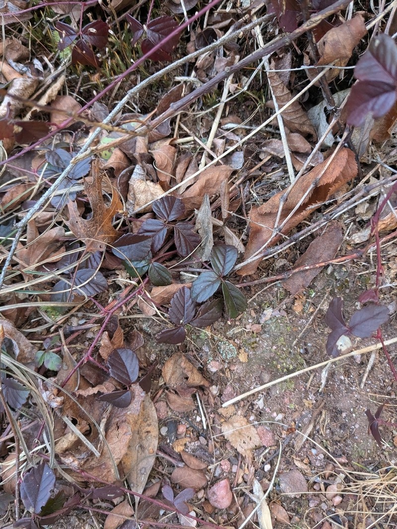 Westminster Dewberry photo 7
