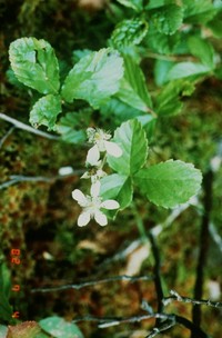 Hairyleaf Dewberry