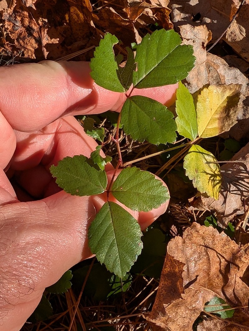 Pocono Plateau Dewberry photo 7