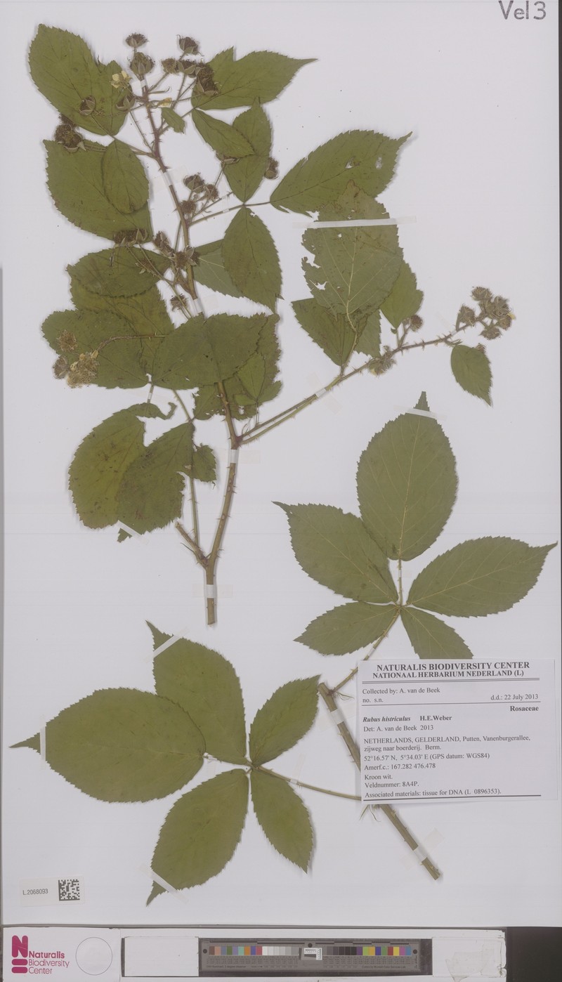 Rubus histriculus