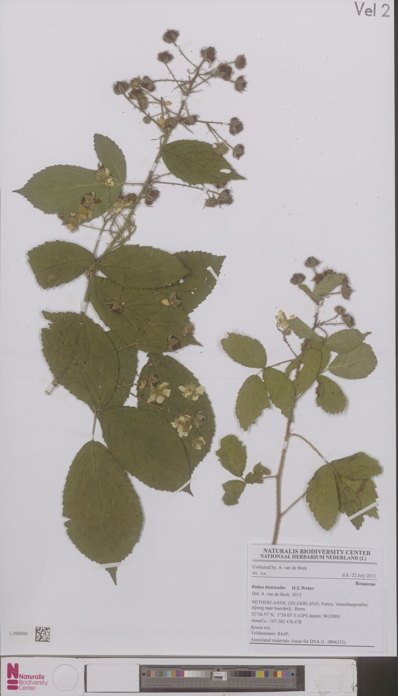 Rubus histriculus photo 2