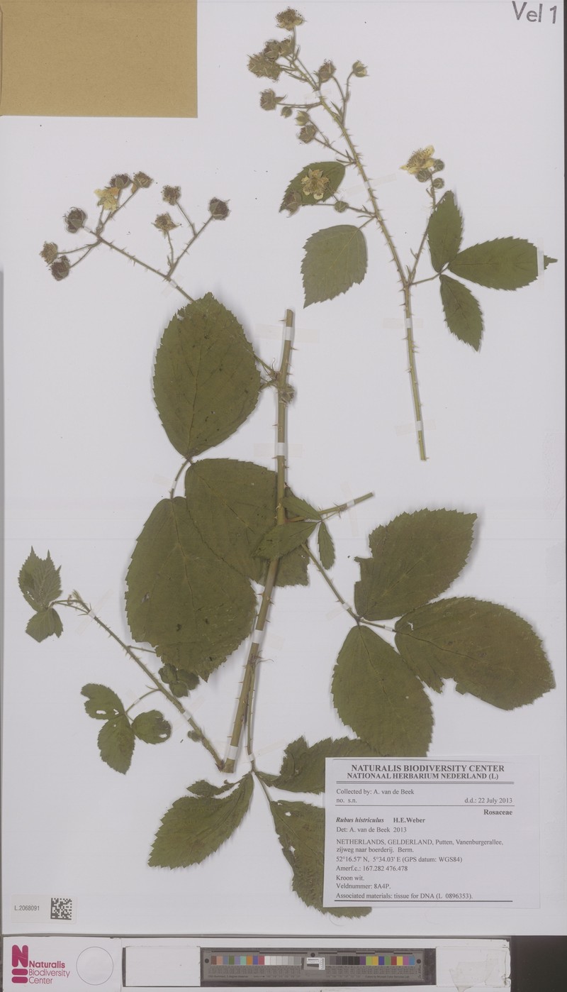 Rubus histriculus photo 3