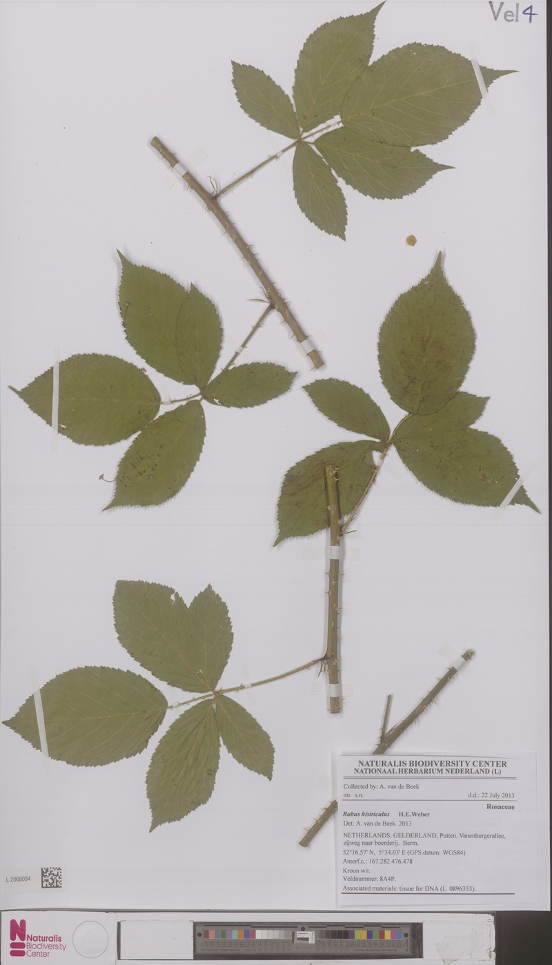 Rubus histriculus photo 4