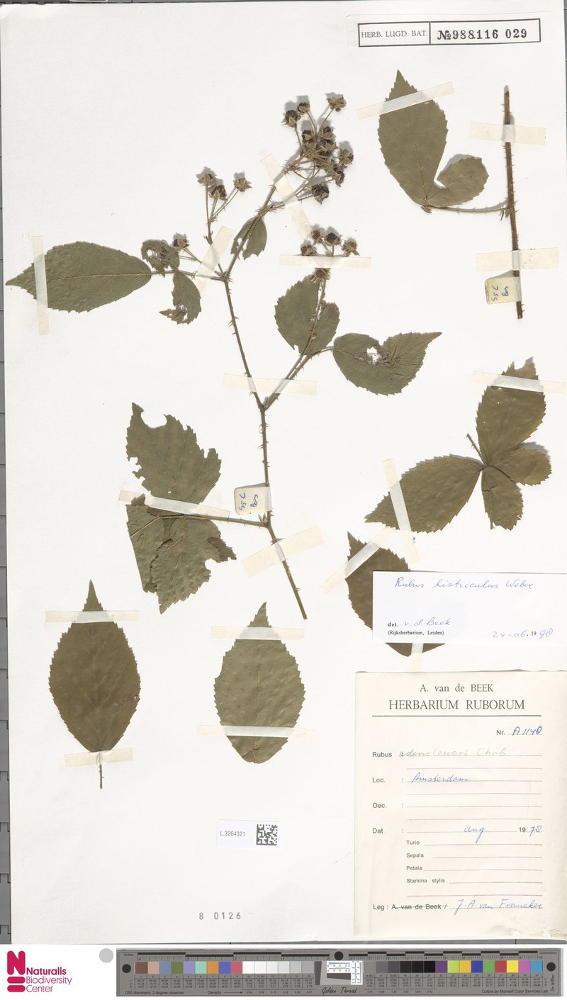 Rubus histriculus photo 5