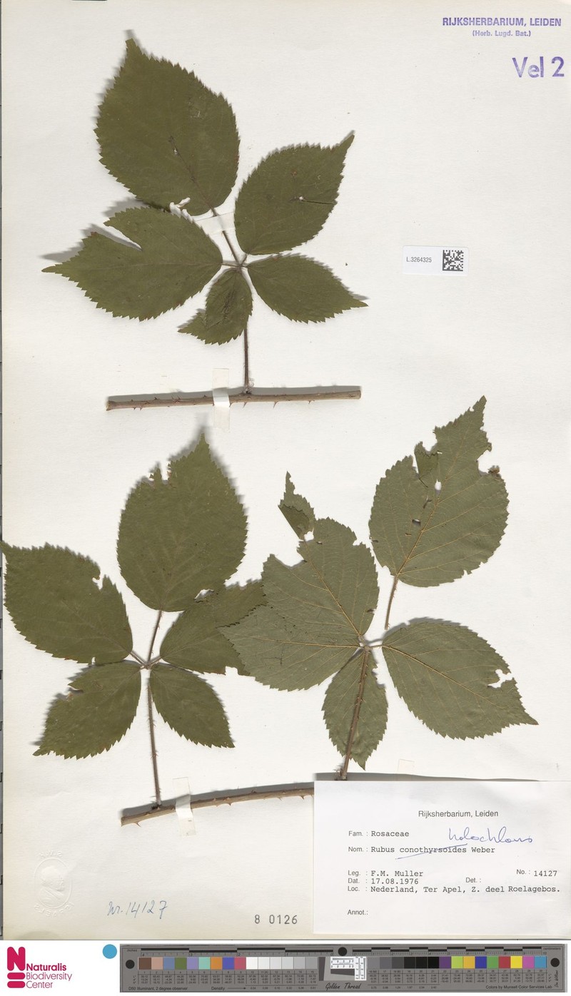Rubus histriculus photo 6