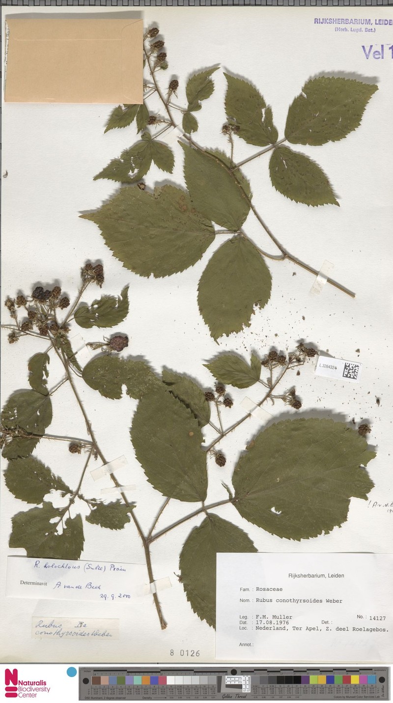 Rubus histriculus photo 7