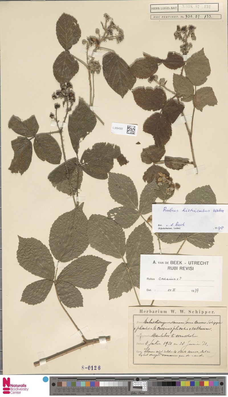 Rubus histriculus photo 8
