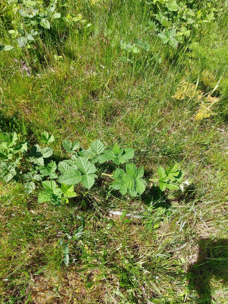 Rubus histrionicus