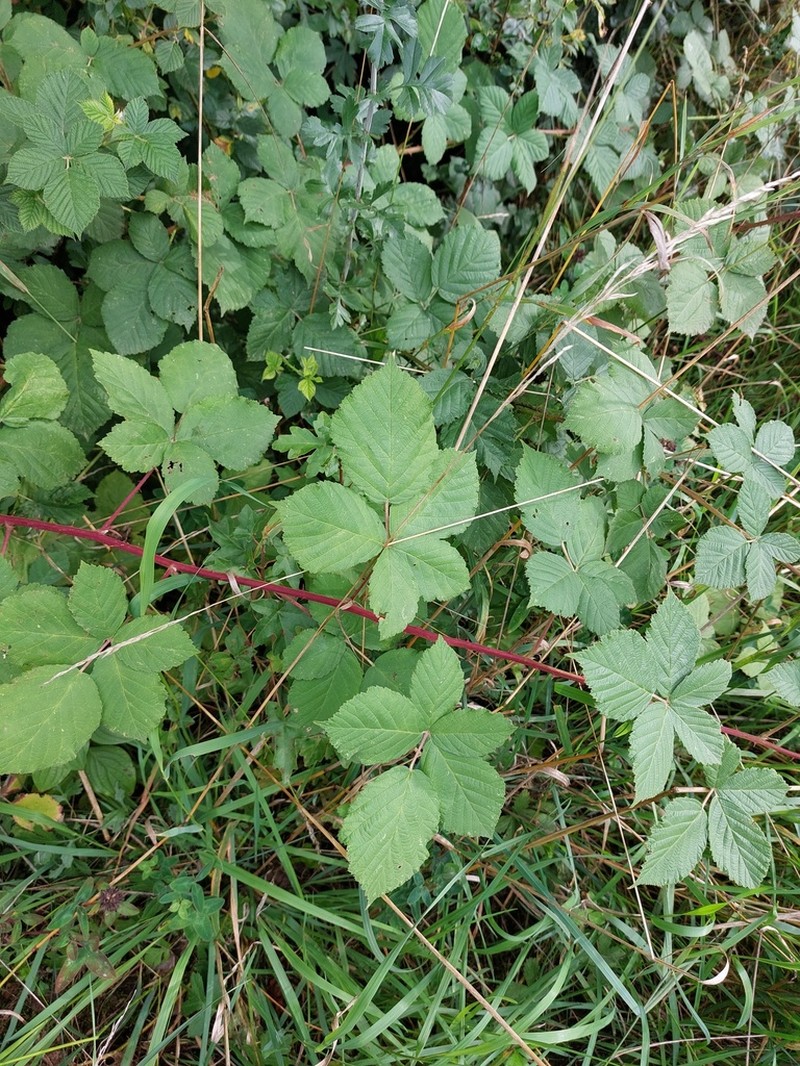 Rubus histrionicus photo 2