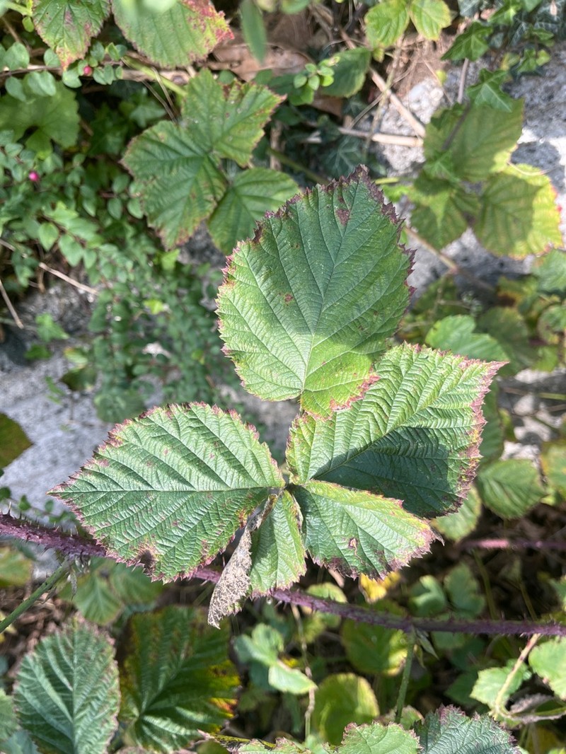 Rubus hobroensis
