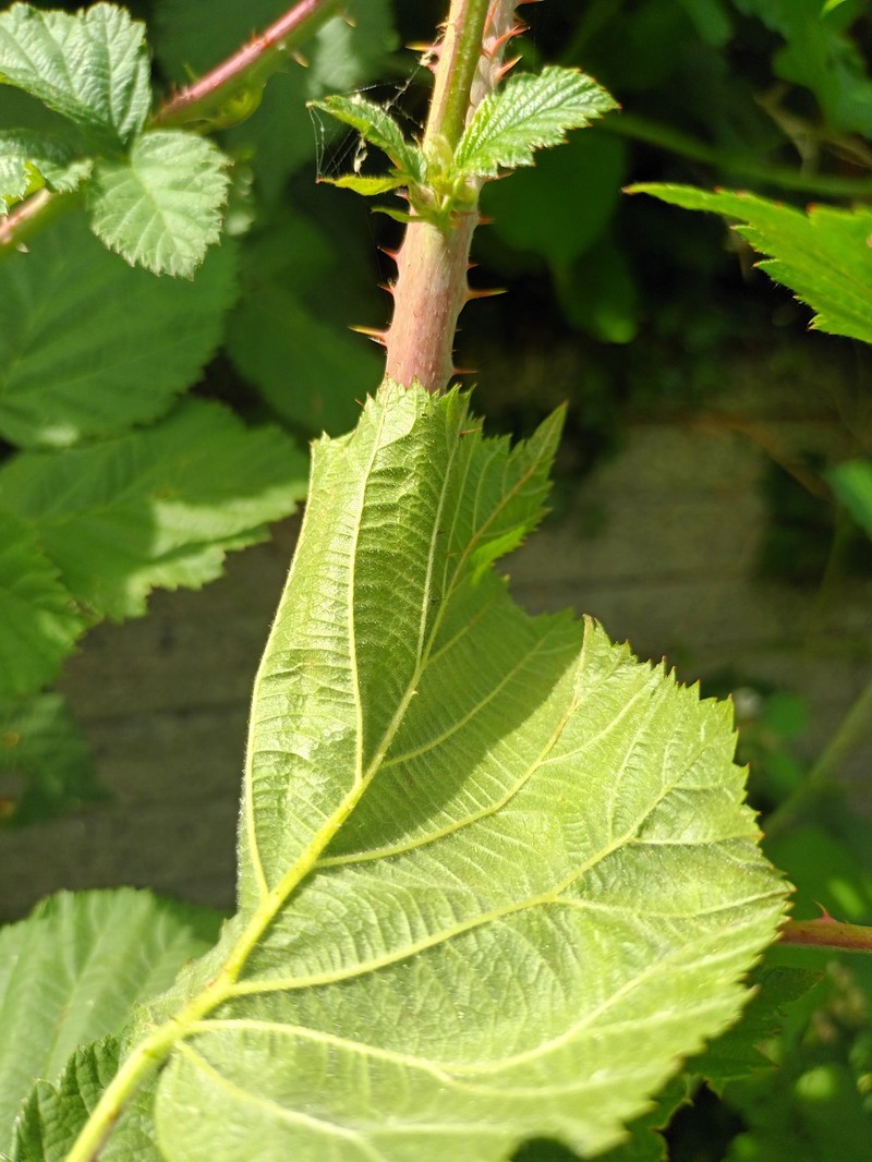 Rubus hobroensis photo 2