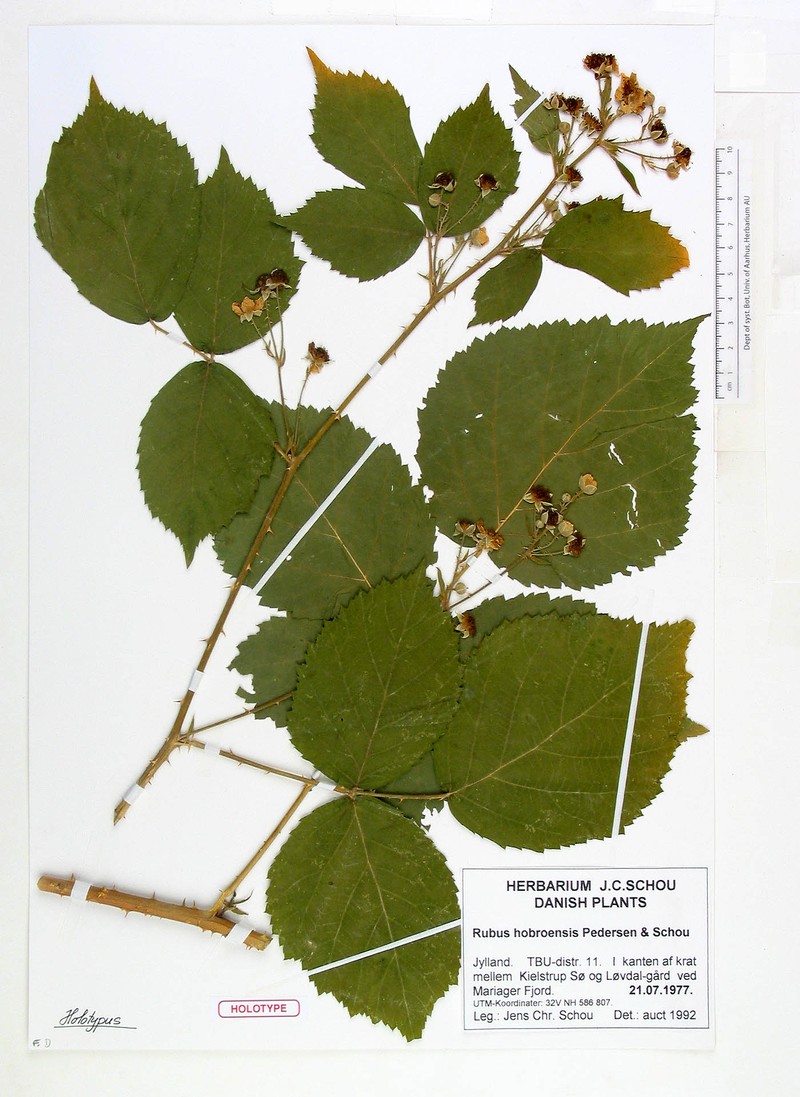 Rubus hobroensis photo 3