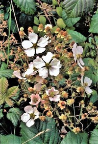 Rubus hochstetterorum