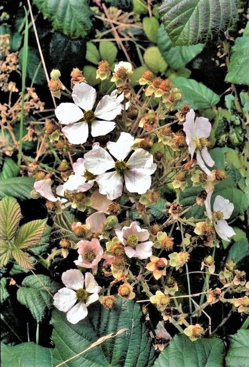 Rubus hochstetterorum