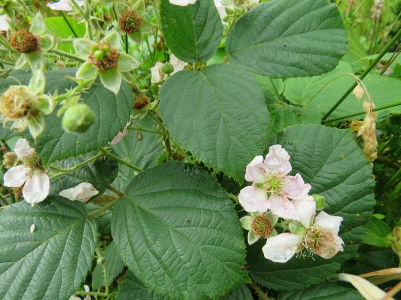 Rubus hochstetterorum photo 2