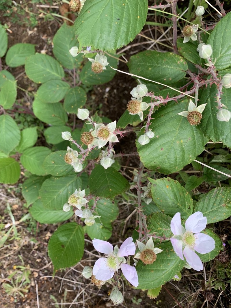 Rubus hochstetterorum photo 3