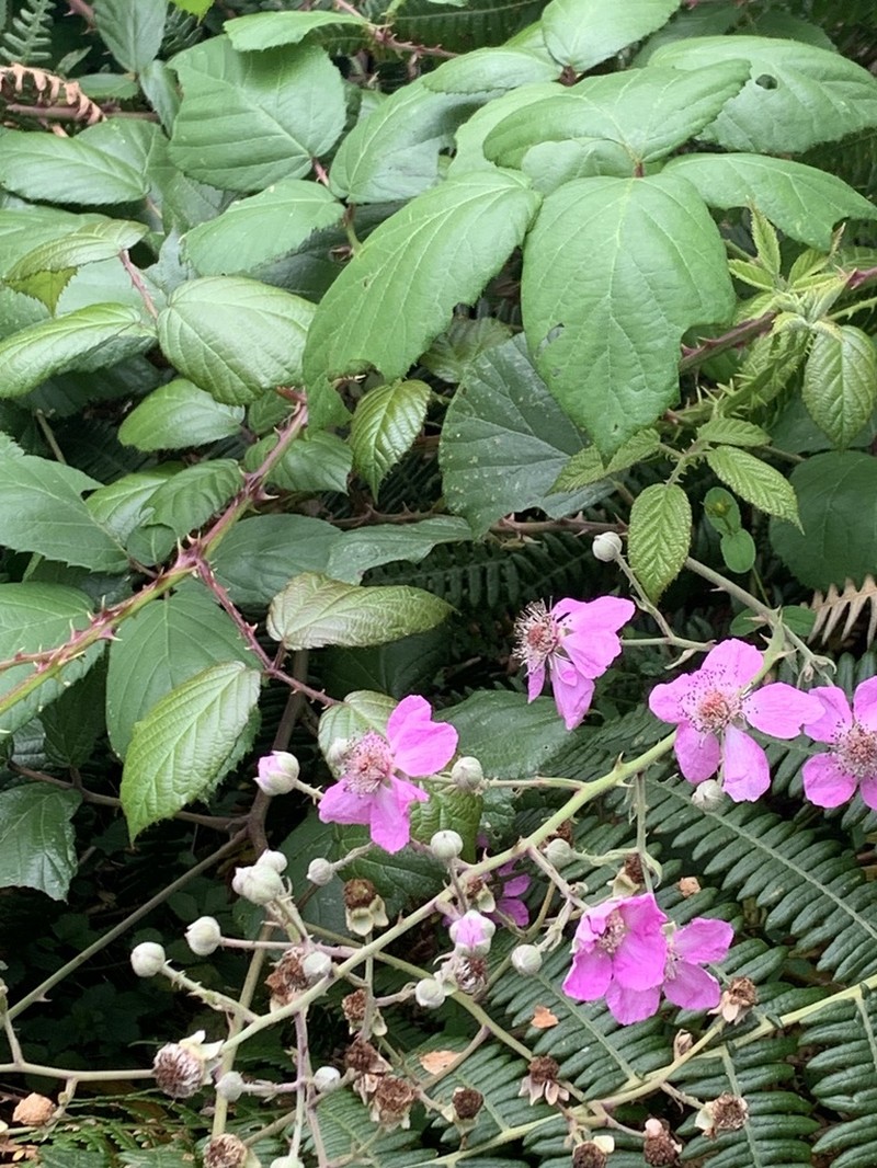 Rubus hochstetterorum photo 4