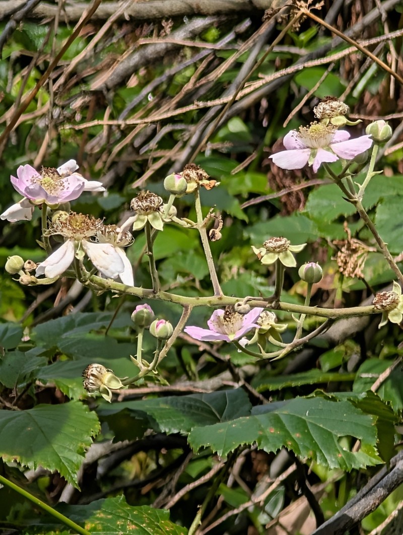 Rubus hochstetterorum photo 5