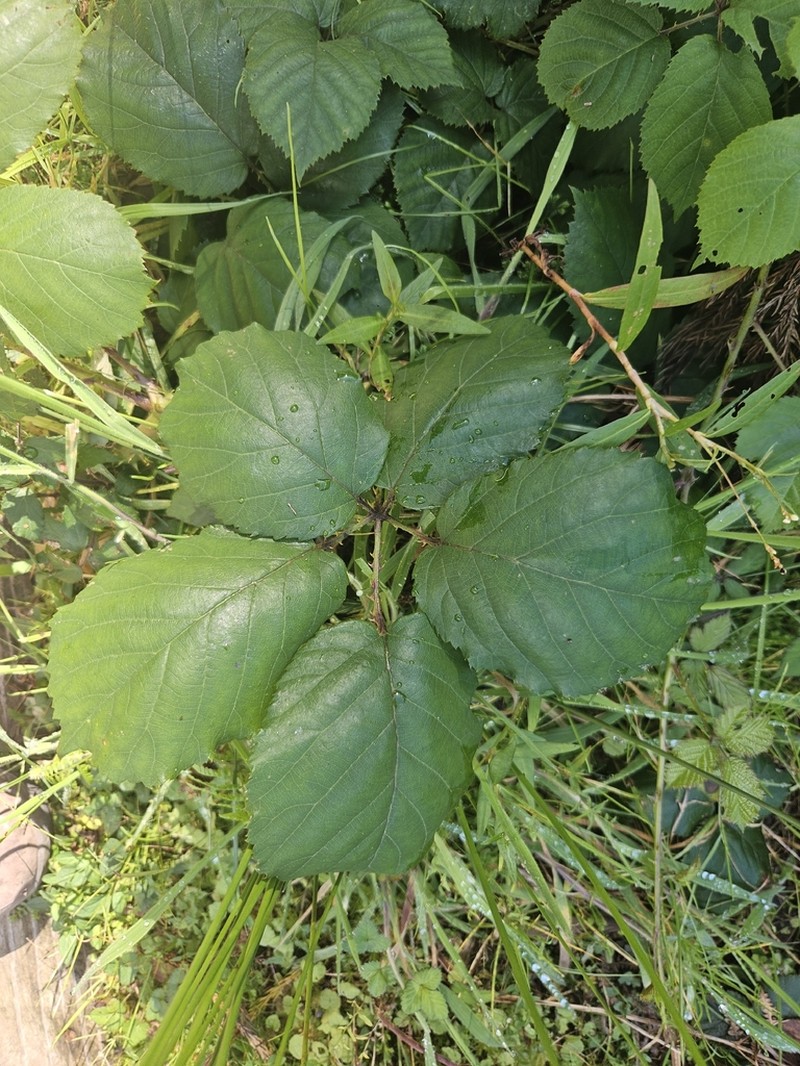 Rubus hochstetterorum photo 6