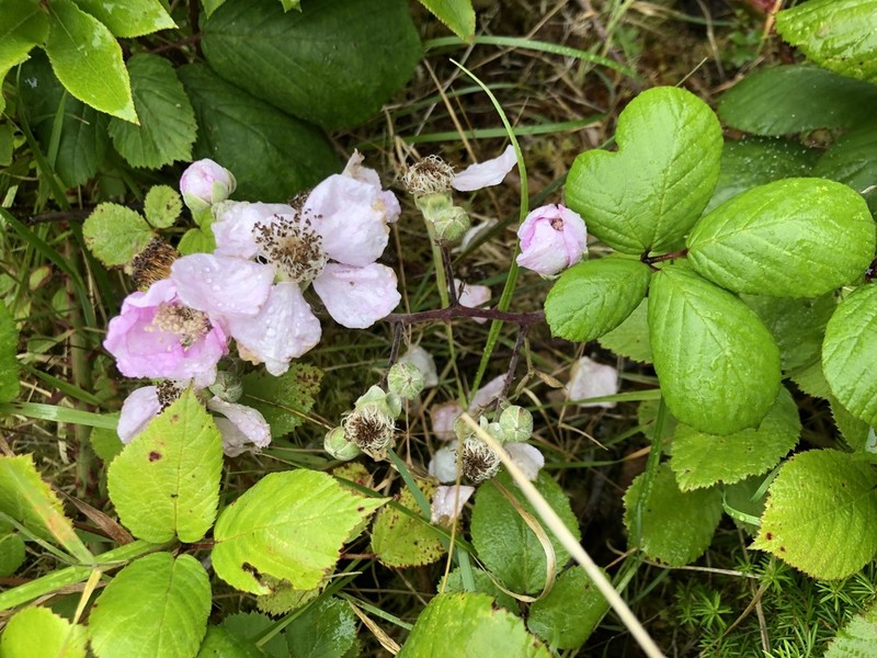 Rubus hochstetterorum photo 7