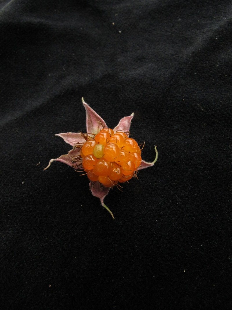 Rubus hoffmeisterianus