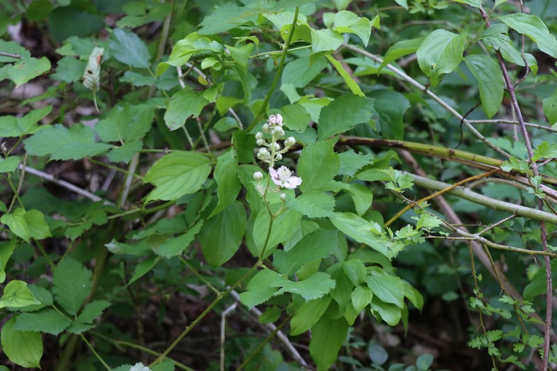 Rubus holandrei
