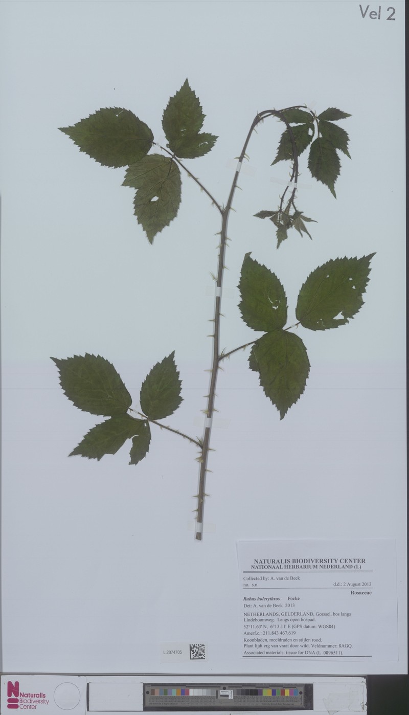Rubus holerythros