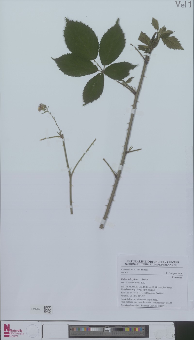 Rubus holerythros photo 2