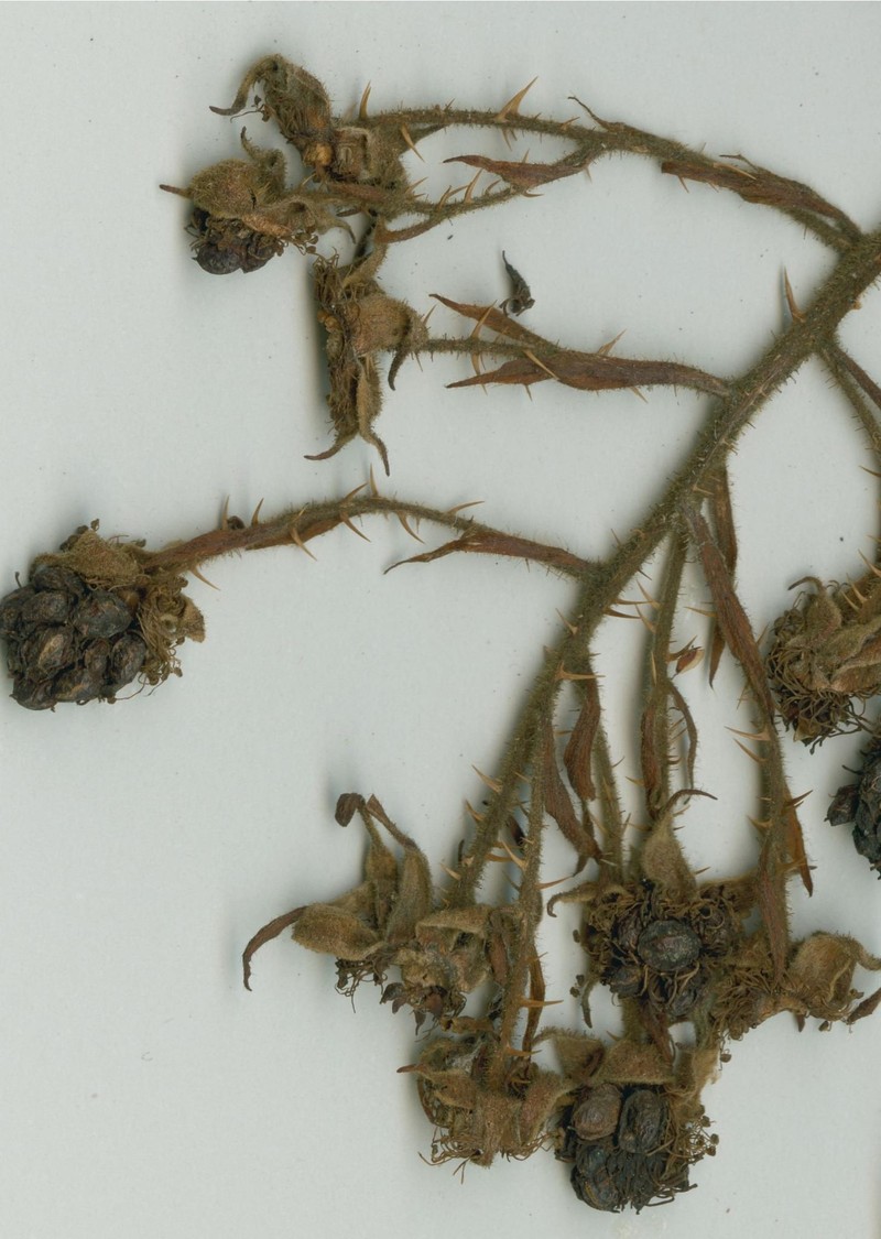 Rubus holochlous