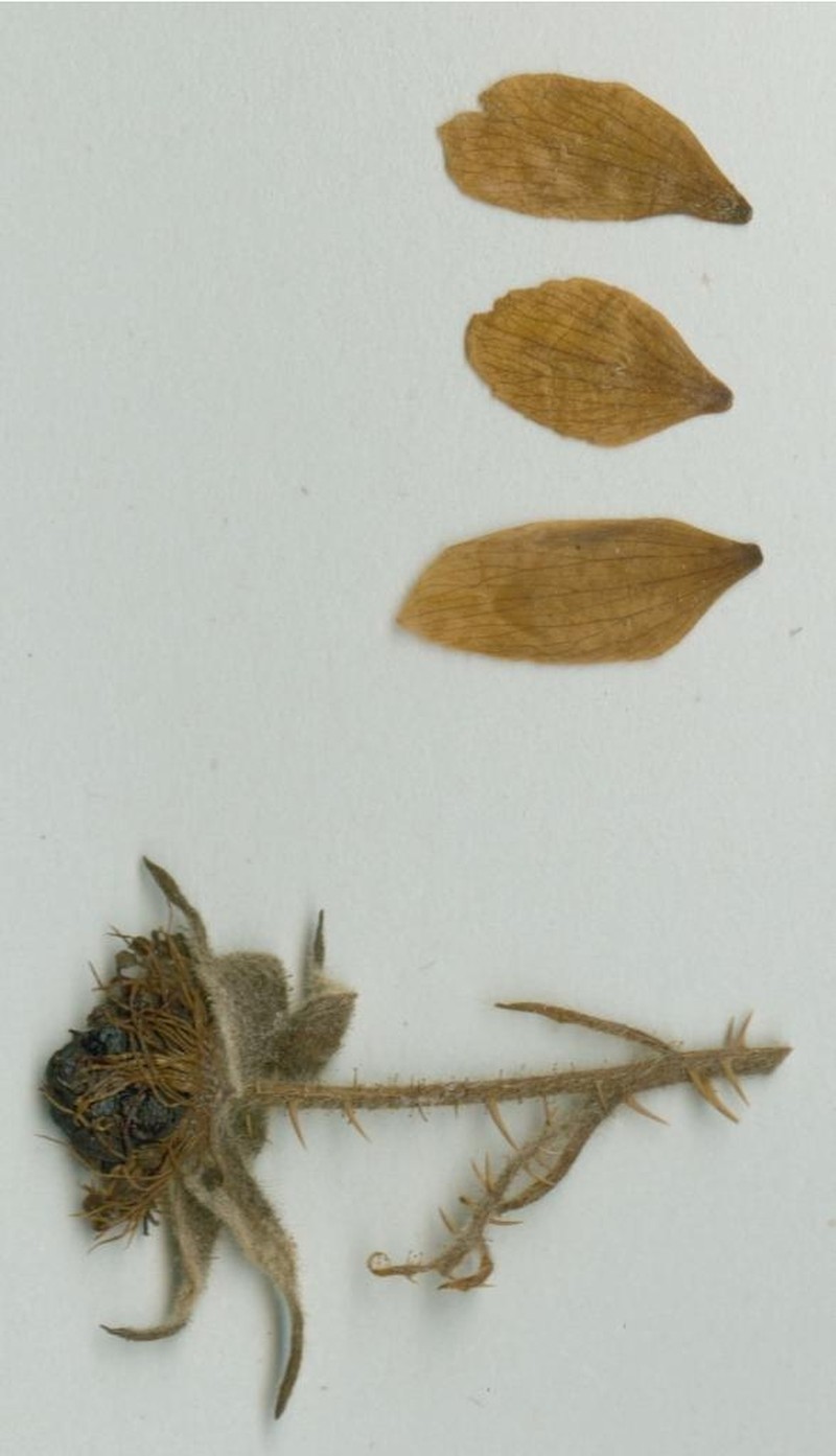 Rubus holochlous photo 2