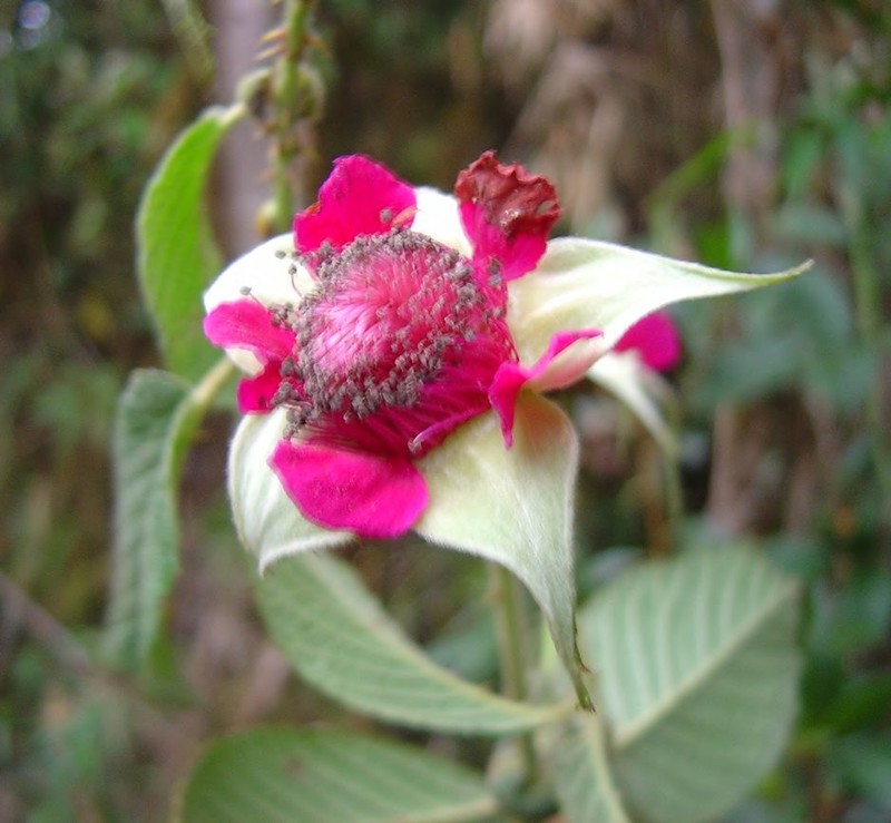 Rubus holtenii
