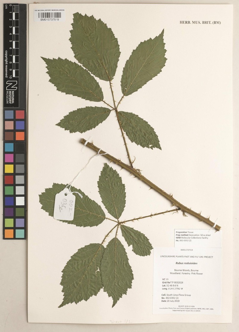 Rubus hoplotheca
