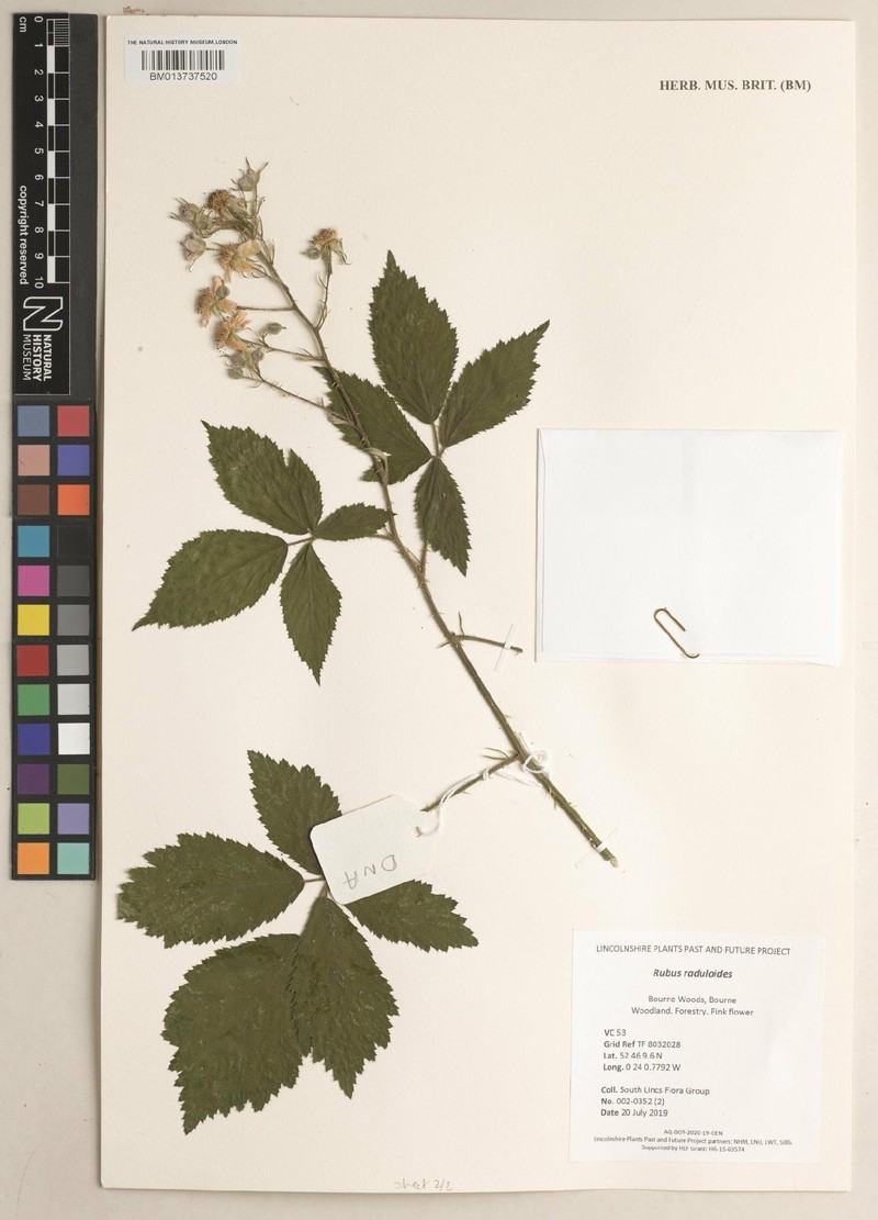 Rubus hoplotheca photo 2