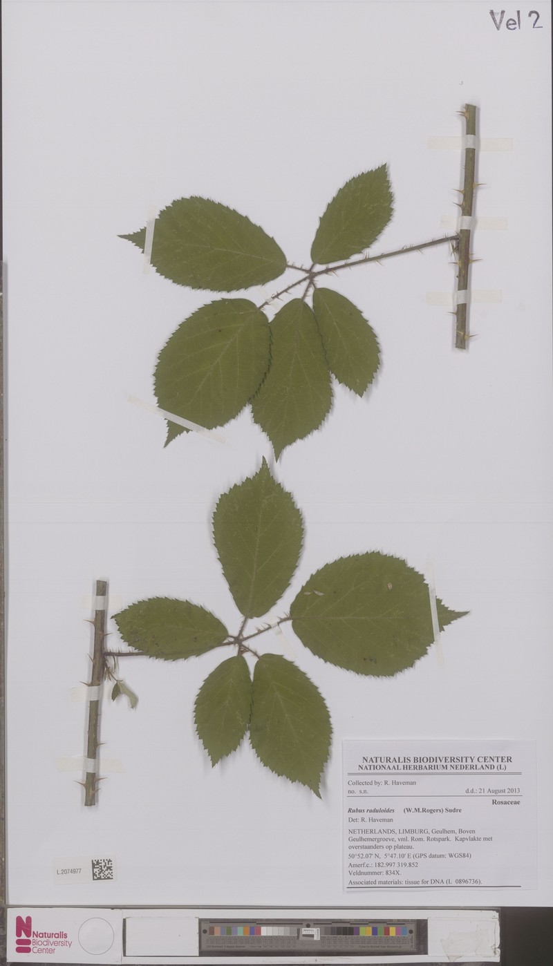Rubus hoplotheca photo 3