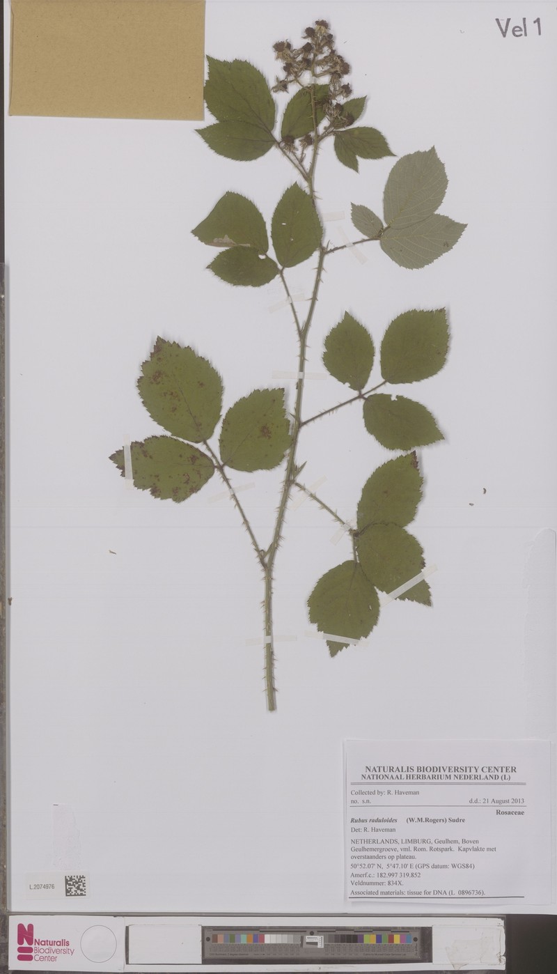Rubus hoplotheca photo 4