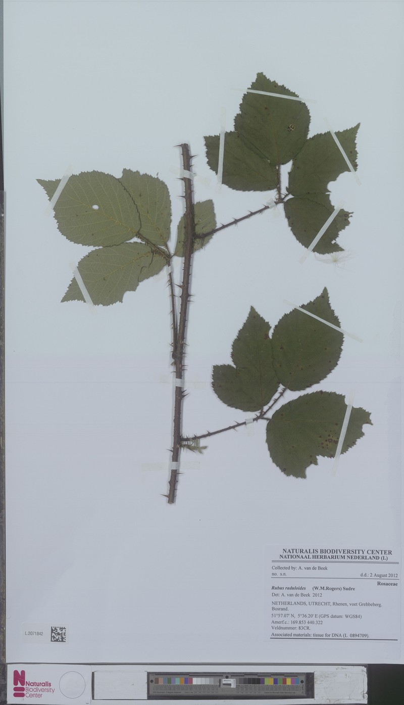 Rubus hoplotheca photo 5
