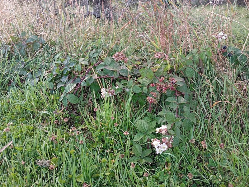 Rubus horrefactus