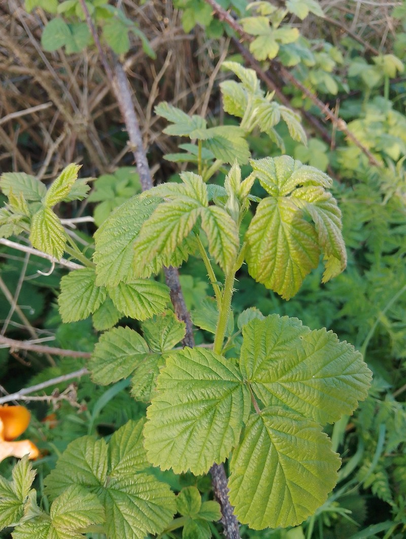 Rubus horrefactus photo 2