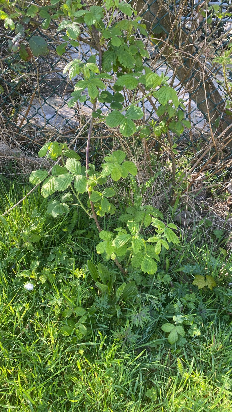 Rubus horrefactus photo 3
