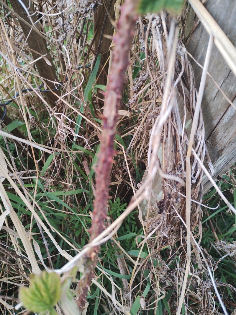 Rubus horrefactus photo 4