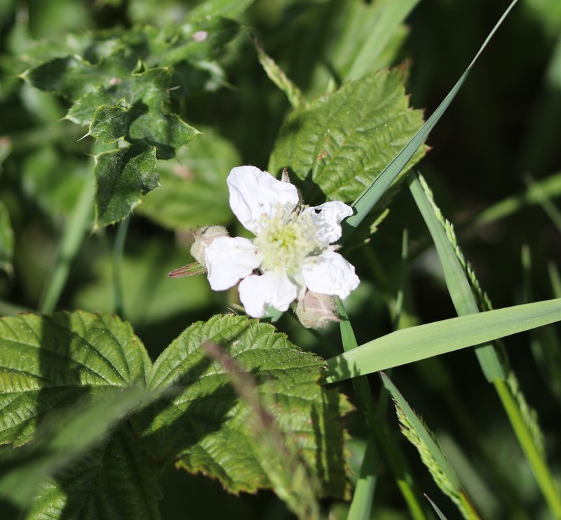 Rubus horrefactus photo 5