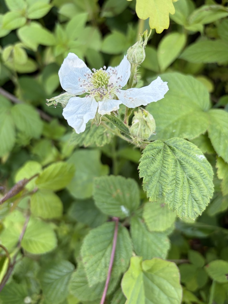 Rubus horrefactus photo 6