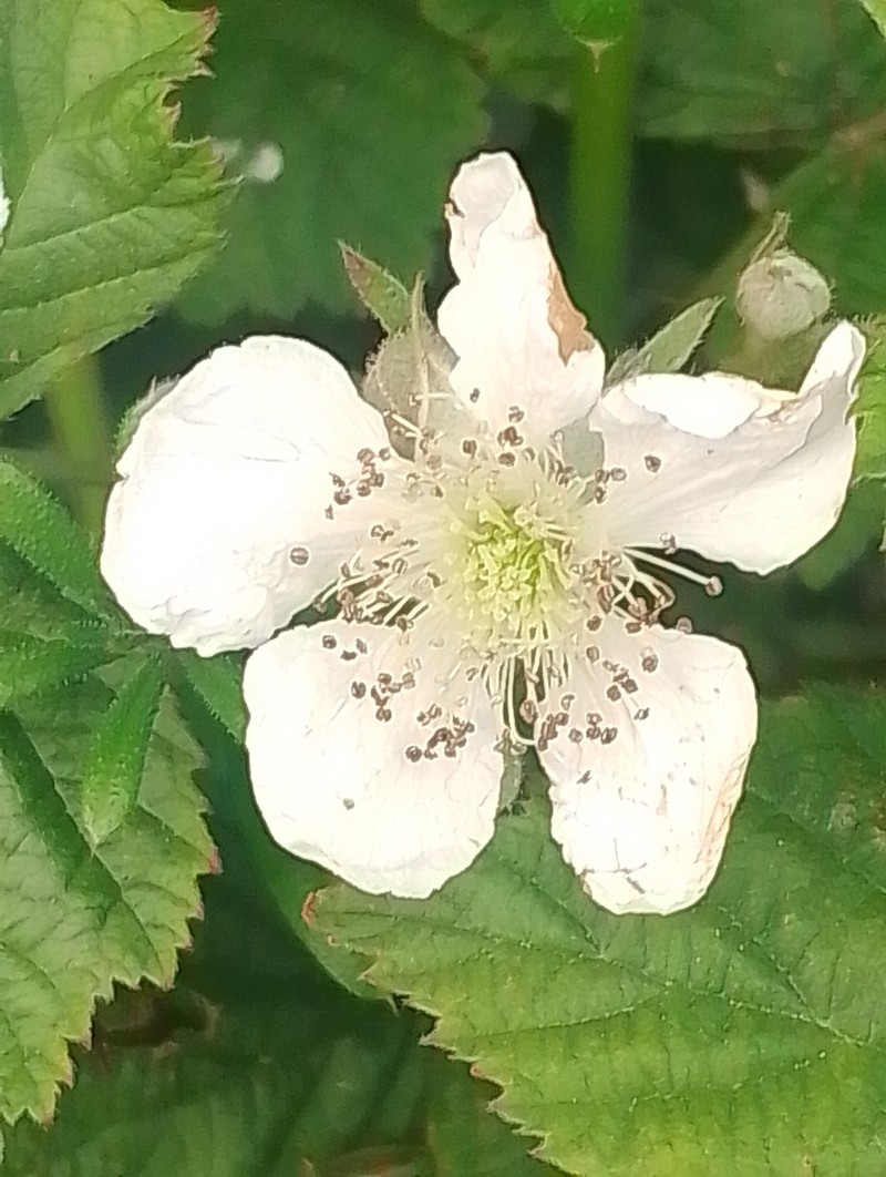 Rubus horrefactus photo 7